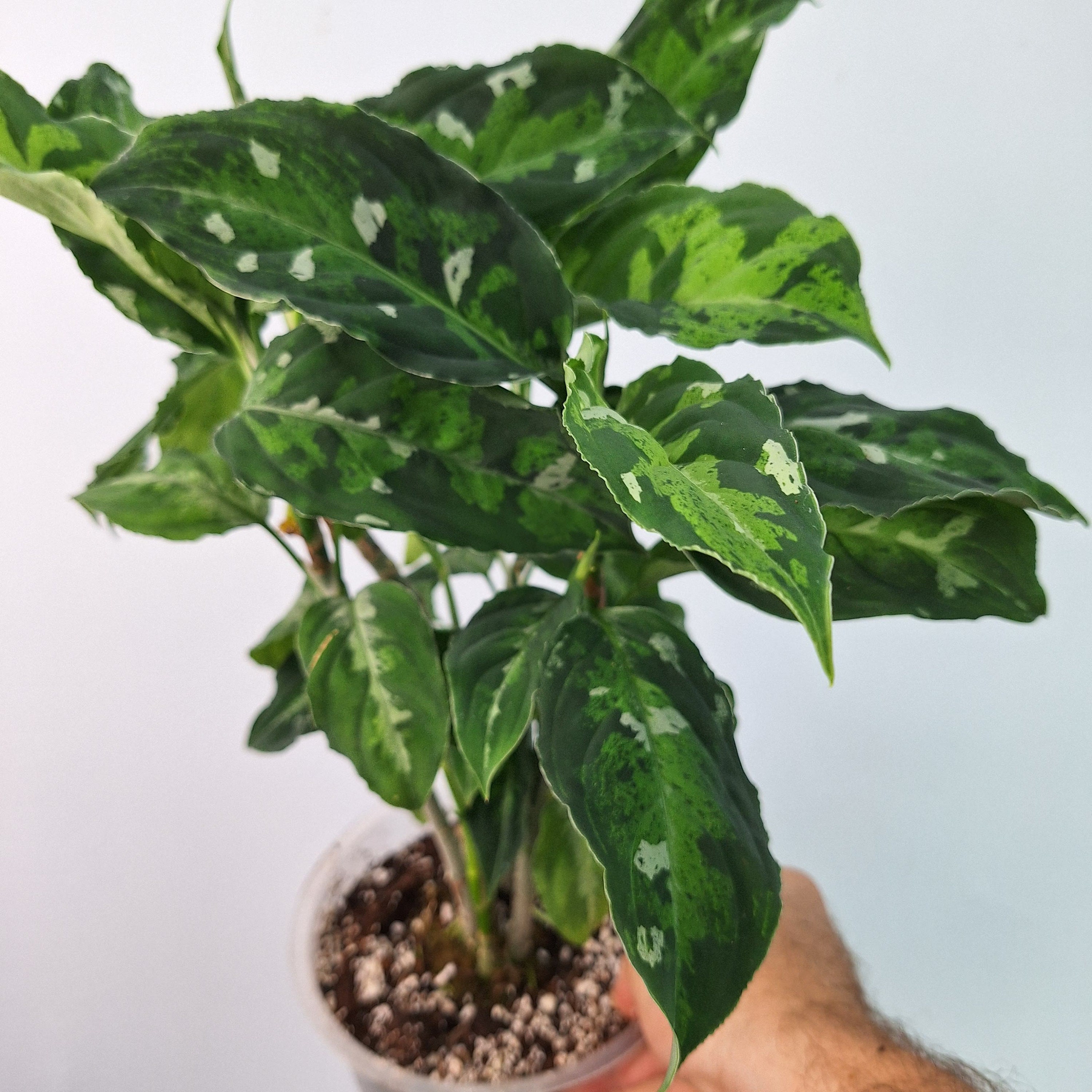 Aglaonema Pictum TRICOLOR XXL - Etsy Canada