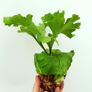 Può includere: Primo piano di una felce a corna di cervo con foglie verdi strutturate. La pianta è in un vaso marrone strutturato. Lo sfondo è bianco. L'immagine mette in risalto il fogliame distintivo della pianta.