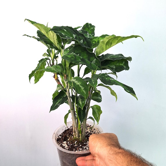 【Weed】Aglaonema pictum Aglaonema Pictum Tricolor 4