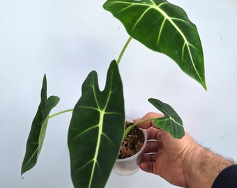 Alocasia 'Micholitziana'