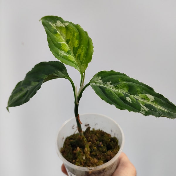 Aglaonema Pictum Driekleur