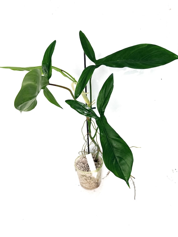 tropical hanging plants Scindapsus Hanging Basket: Tropical Vine with Silver Variegation - (6 Pot)   Easy Plants  Satin Pothos  Scindapsus Pictus
