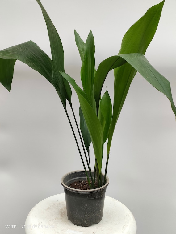 glückskastanie bonsai Pachira aquatica (Wasserkastanie / Glückskastanie) – Jungle Leaves main image 0