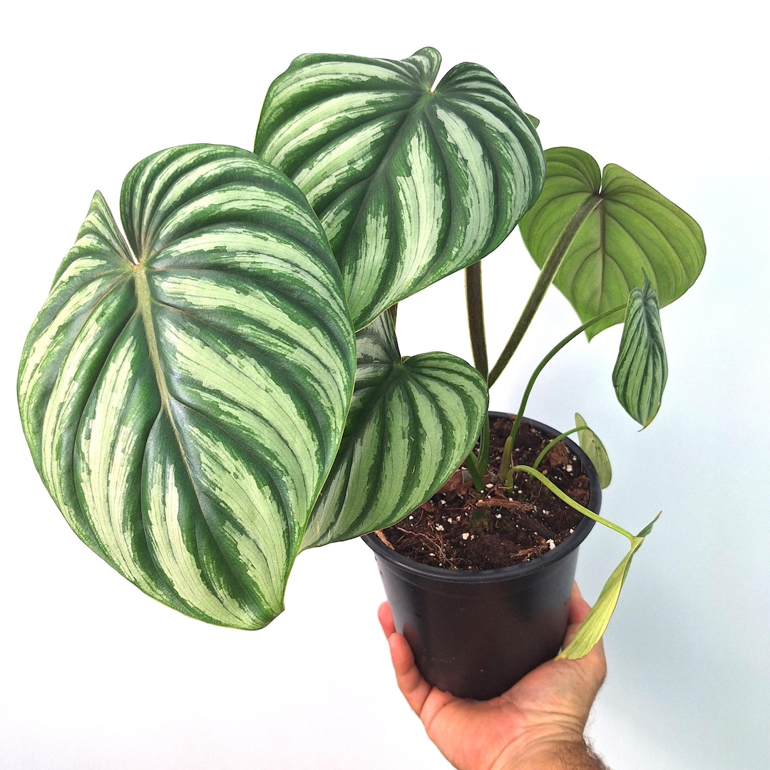 Philodendron PLOWMANII 'watermelon' - Etsy Finland