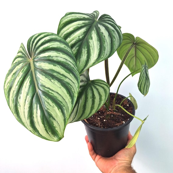 arboricola plant Schefflera Arboricola | Indoor Plant | Tropical Plant | Potted Plant main image 0