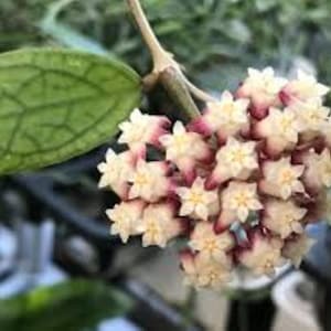 Pode incluir: Close-up de um grupo de flores brancas e rosadas com uma folha verde no fundo.