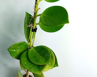 Hoya PACHYCLADA