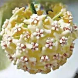 Peut inclure: Gros plan sur un groupe de petites fleurs blanches avec des centres roses. Les fleurs sont disposées en forme de boule et ont une texture jaune et cireuse.