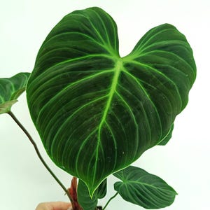 Filodendron rubrijuvenile „El Choco Red”
