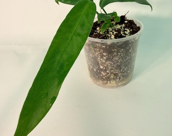 Anthurium Pallidiflorum