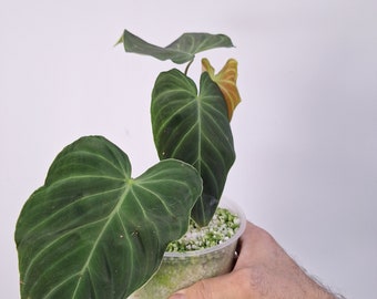 Philodendron SPLENDID Baby Plant