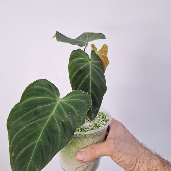 Philodendron SPLENDID Baby Plant