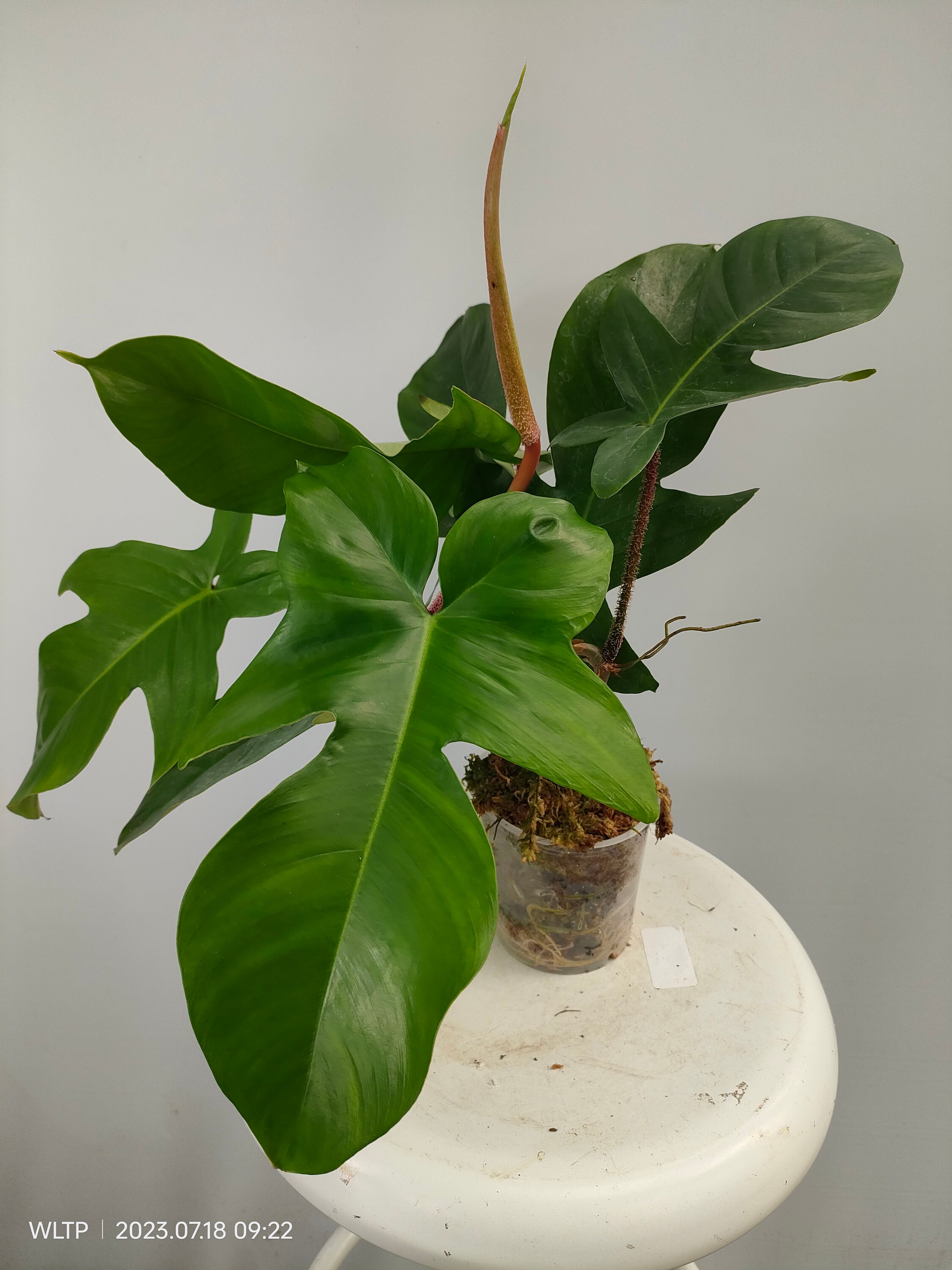 Philodendron Squamiferum - Etsy.de