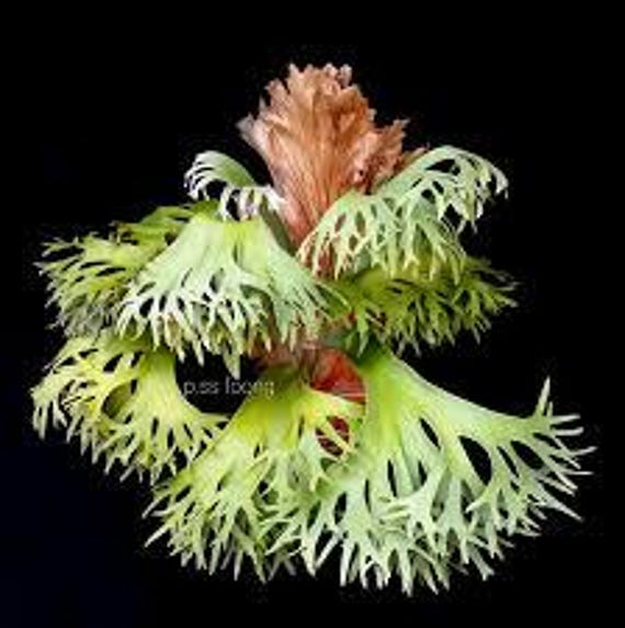 特大　Platycerium SS.Foong 特大 Platycerium SS.Foong 特大 Platycerium SS.Foong Platycerium SS