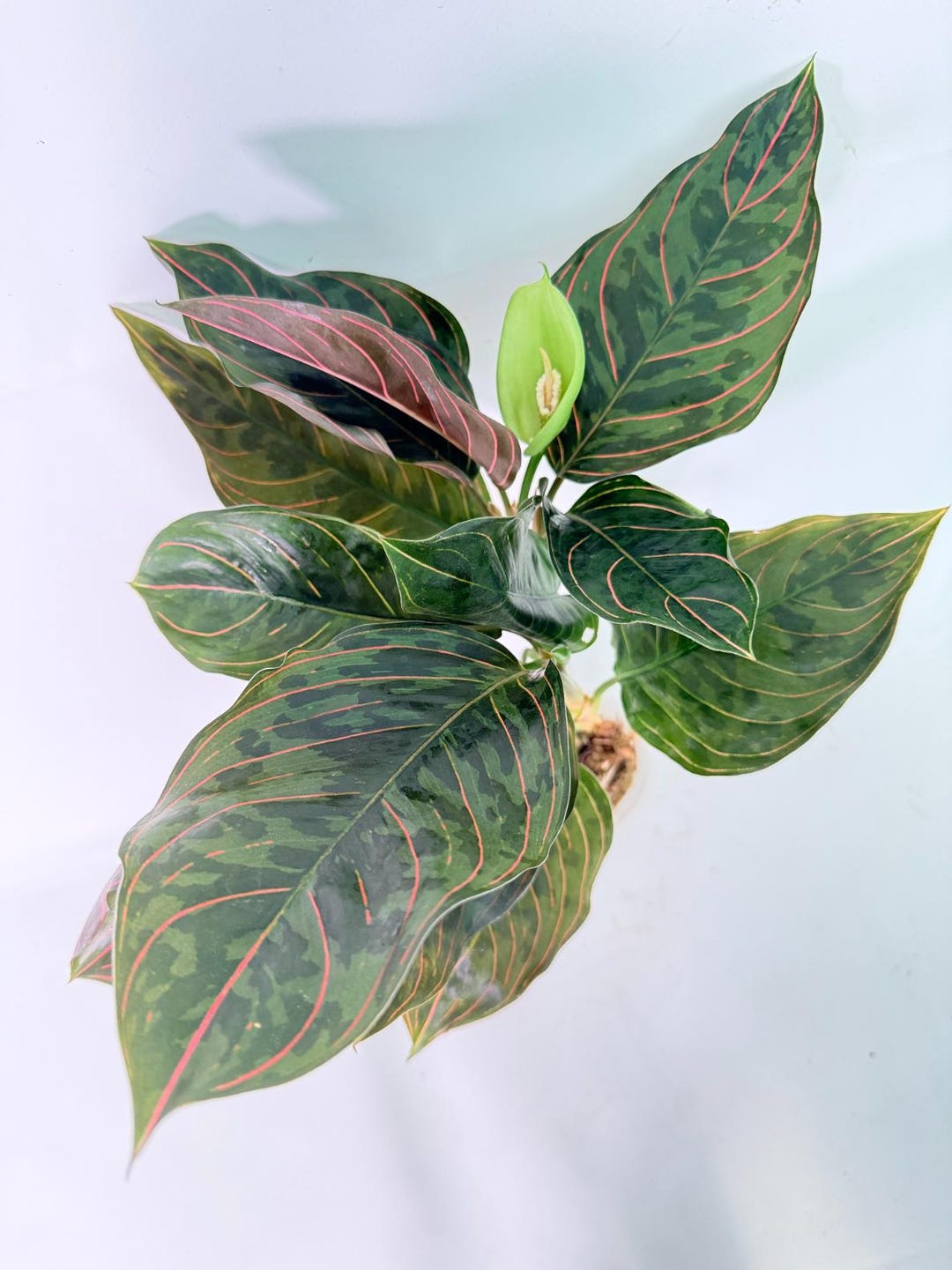 Aglaonema Pictum Red Army - Etsy Canada