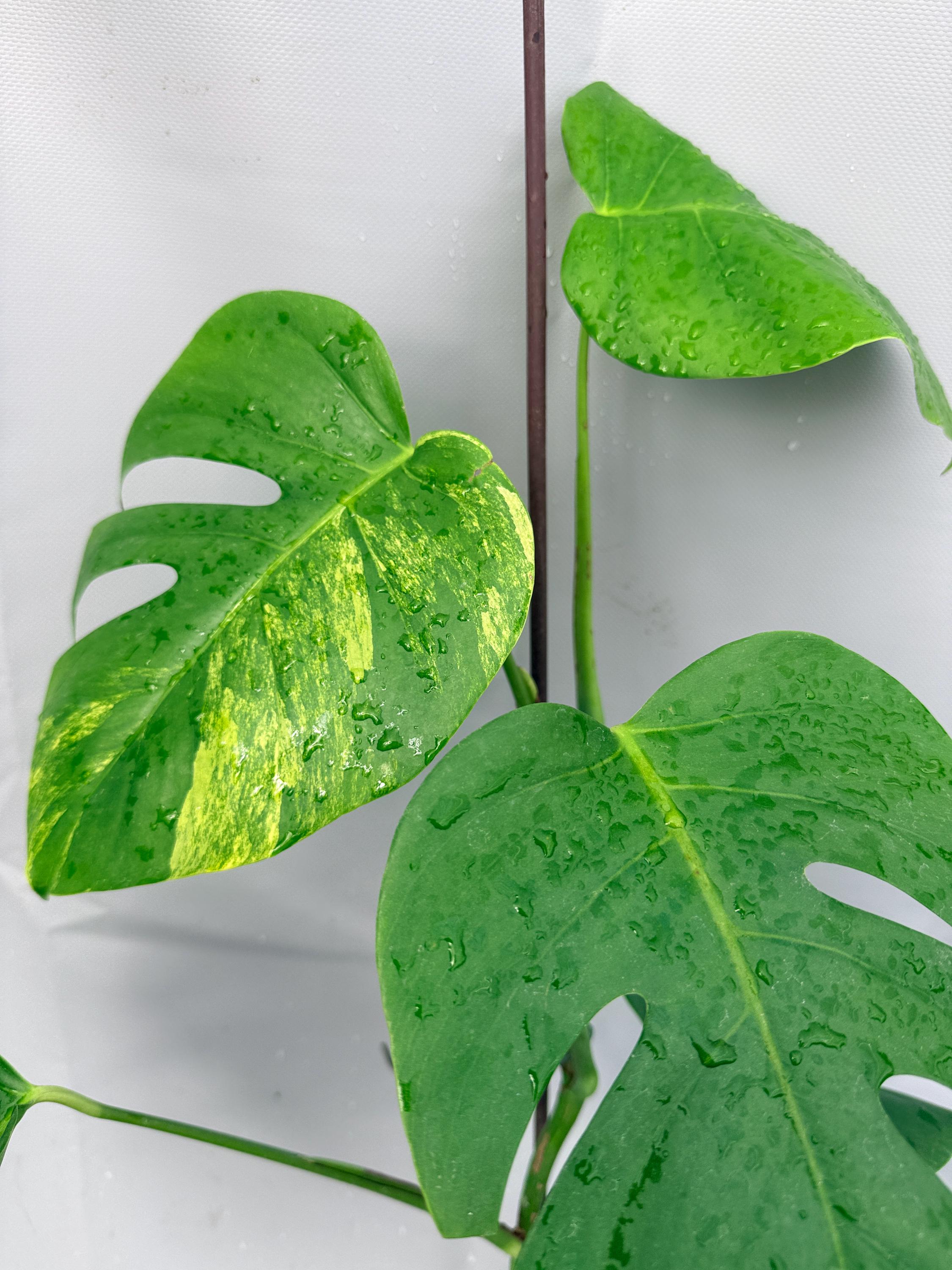 monstera deliciosa adansonii Monstera adansonii narrow form 6
