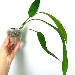 Può includere: Una pianta verde con foglie lunghe e sottili in un vaso di plastica trasparente. La pianta è tenuta su uno sfondo bianco. Le foglie sono di un verde vibrante e hanno una consistenza liscia. Il vaso contiene terra e piccole pietre.