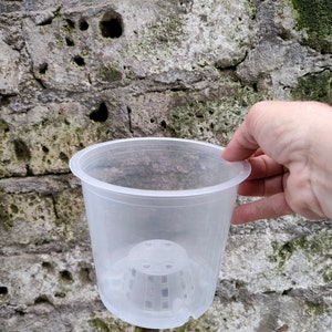 Könnte beinhalten: Ein durchsichtiger Plastiktopf mit einem Abtropfblech und einem kleinen, runden, weißen Plastikeinsatz mit Löchern zur Belüftung. Der Topf wird von einer Hand vor einer grauen Backsteinwand mit grünem Moos gehalten.