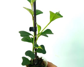 Hoya  MANIPURENSIS