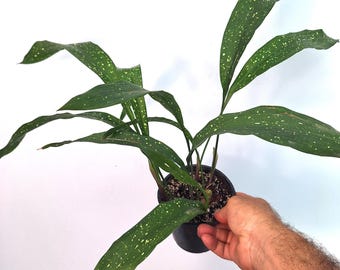 Aspidistra MILCHSTRASSE