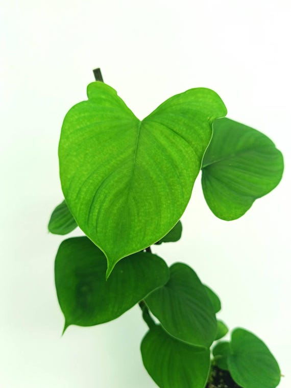 Philodendron FIBRAECATAPHYLLUM - Etsy Ireland