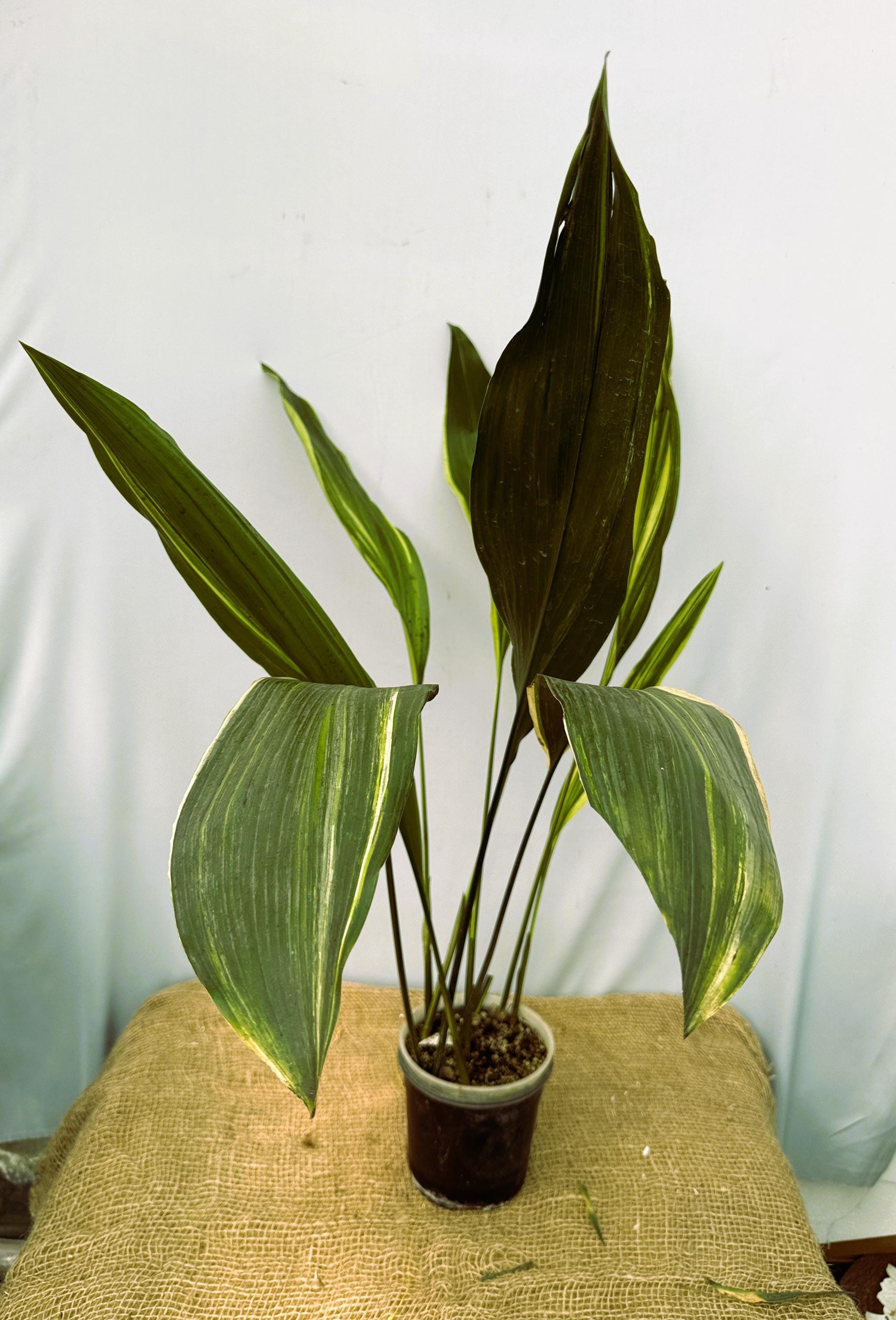 Aspidistra elatior Variegata GENAUE PFLANZE 22.9.5 - Etsy.de