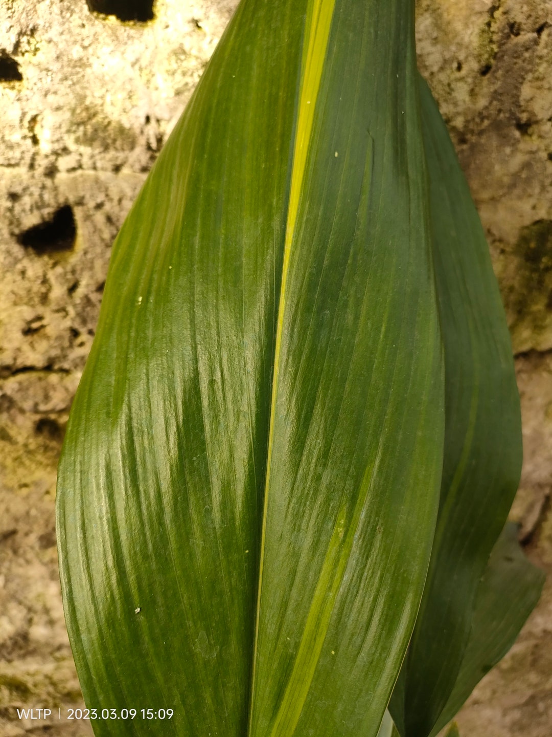 Buy Aspidistra ELATIOR 'stars and Stripes' Online in India - Etsy