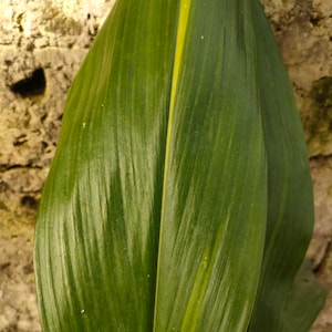 Aspidistra ELATIOR &#39;stars and stripes&#39;