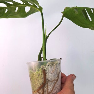 Op de afbeelding: Een jonge stek van de Monstera Adansonii in een doorzichtige plastic beker. De plant heeft groene bladeren met gaten en lange, zichtbare wortels. De beker bevat een mengsel van aarde en perliet.