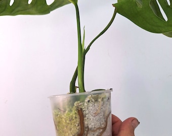MONSTERA EPIPREMNOIDES former Esqueleto rare philodendron Baby Plant