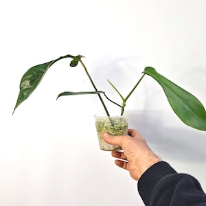 Baby Plant Philodendron &#39;Joepii&#39;