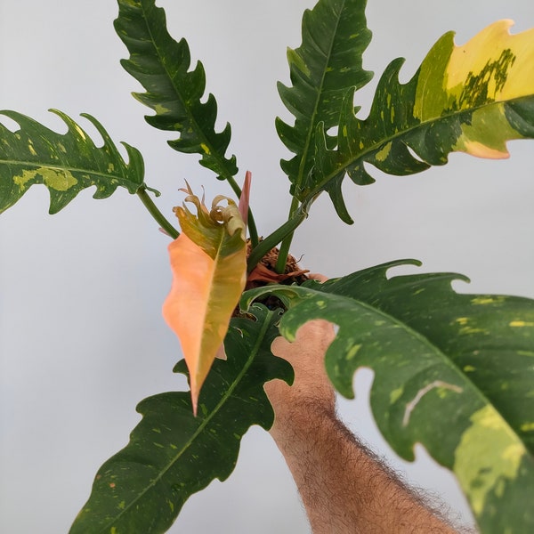 Philodendron 'Ring of Fire'