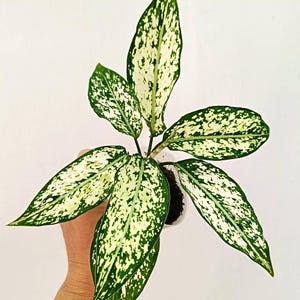 Aglaonema snow white - Etsy Espaa