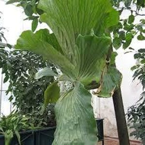 Platycerium STEMARIA