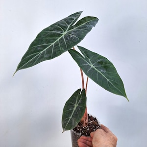 Alocasia ROZE DRAAK