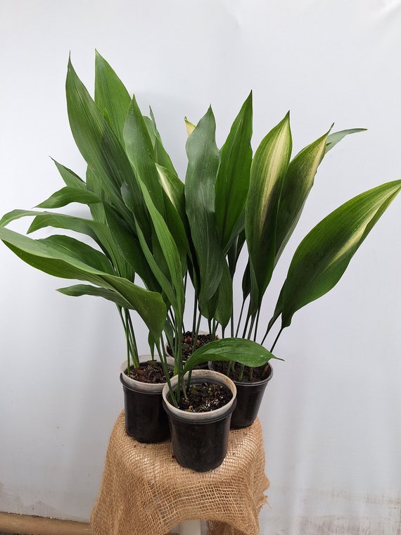 Aspidistra SET 4 Plant of Aspidistra on Offer: Asahi , Hoshi Zora, Akebono  and Green - Etsy Ireland