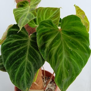 Philodendron Verrucosum INCENSII 4 Pt. avec poteau