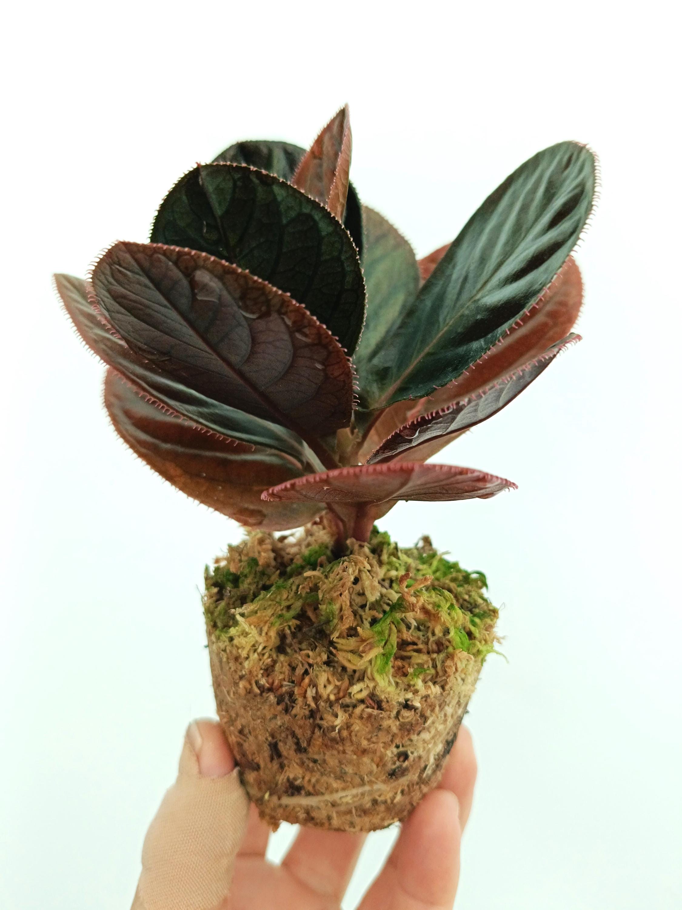 Labisia Sp. KALIMANTAN - Etsy Finland
