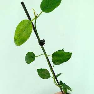 Hoya SUSSUELA