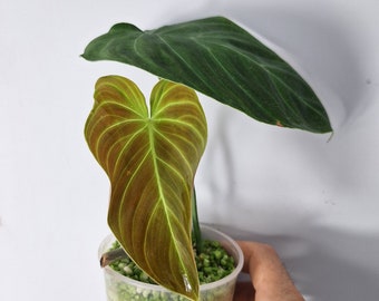 Philodendron Verrucosum Baby Plant