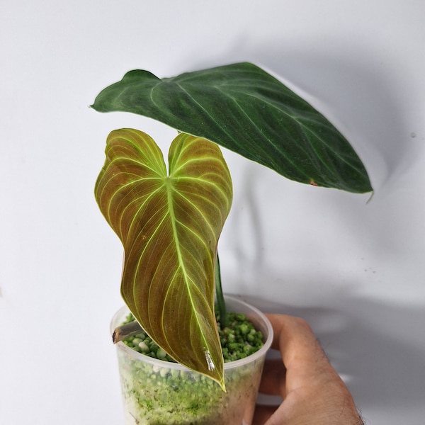 Philodendron Verrucosum Baby Plant