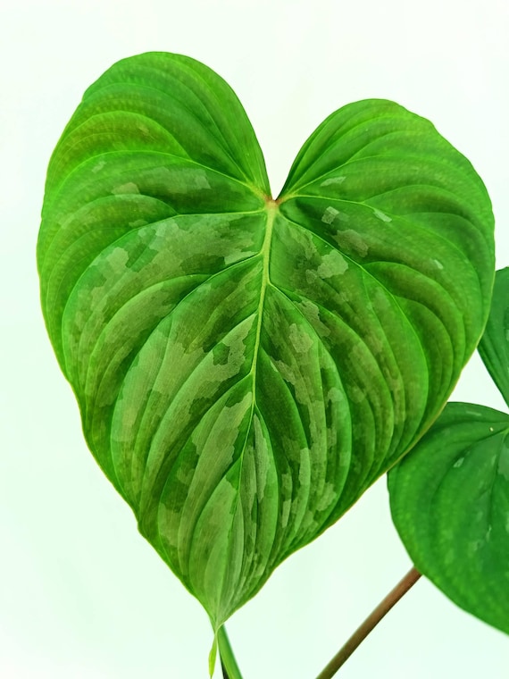 Philodendron 'MAJESTIC' - Etsy Denmark
