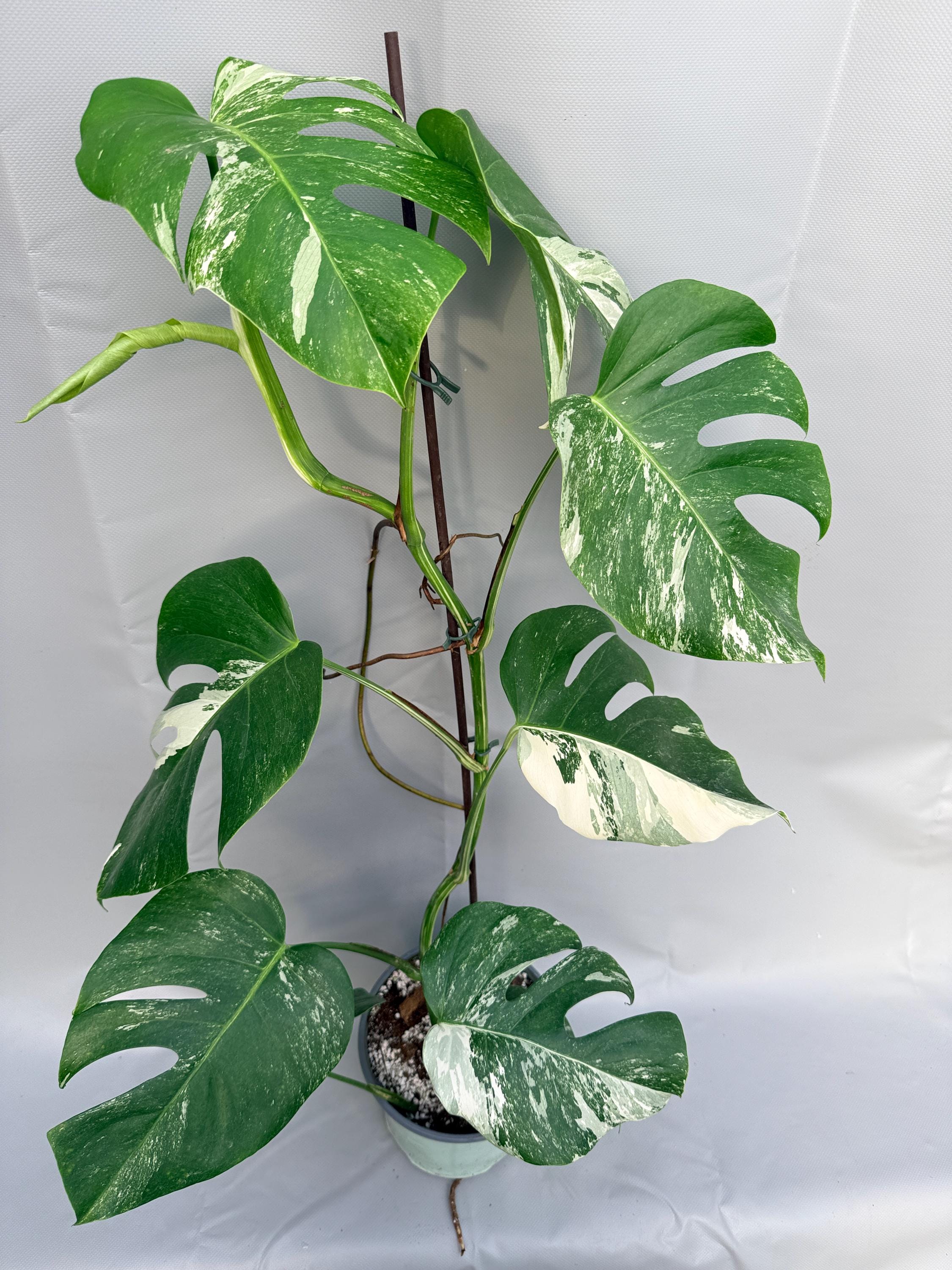 Xl monstera variegata - Etsy.de