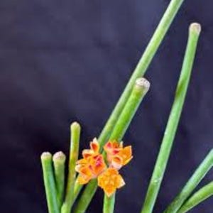 Hoya &#39;SPARTIOIDES&#39;
