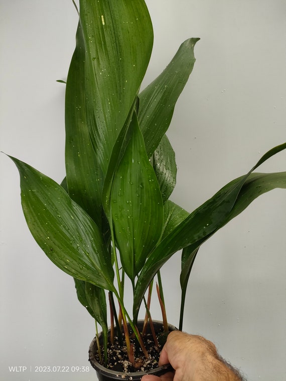 Aspidistra Elatior 'AKEBONO' - Etsy.de
