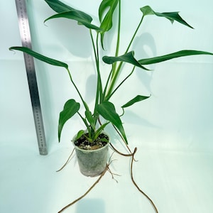 Monstera Burle Marx FLAME