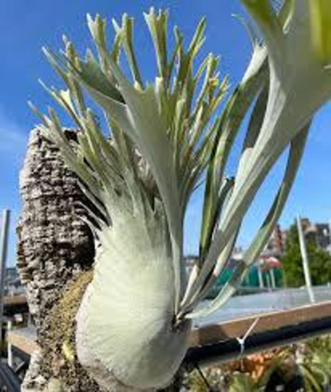 Platycerium VEITCHII - Etsy España