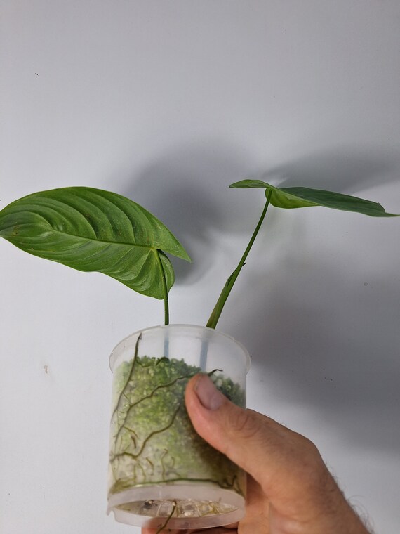Philodendron Tenue Baby Plant - Etsy Israel