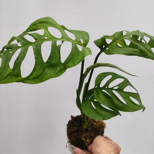 Op de afbeelding: Een close-up van een Monstera adansonii plant, ook bekend als de Zwitserse kaasplant, met grote, groene bladeren met kenmerkende gaten. De plant wordt vastgehouden in een doorzichtige container met mos, tegen een effen witte achtergrond.