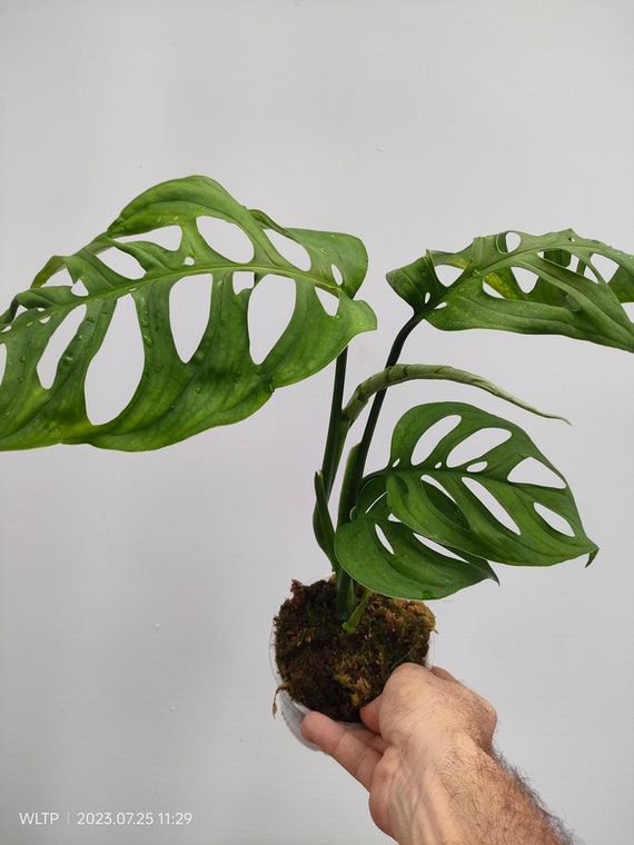 philodendron jungle fever variegated Shop Variegated Philodendron Jungle Fever Tissue Culture Plant main image 0